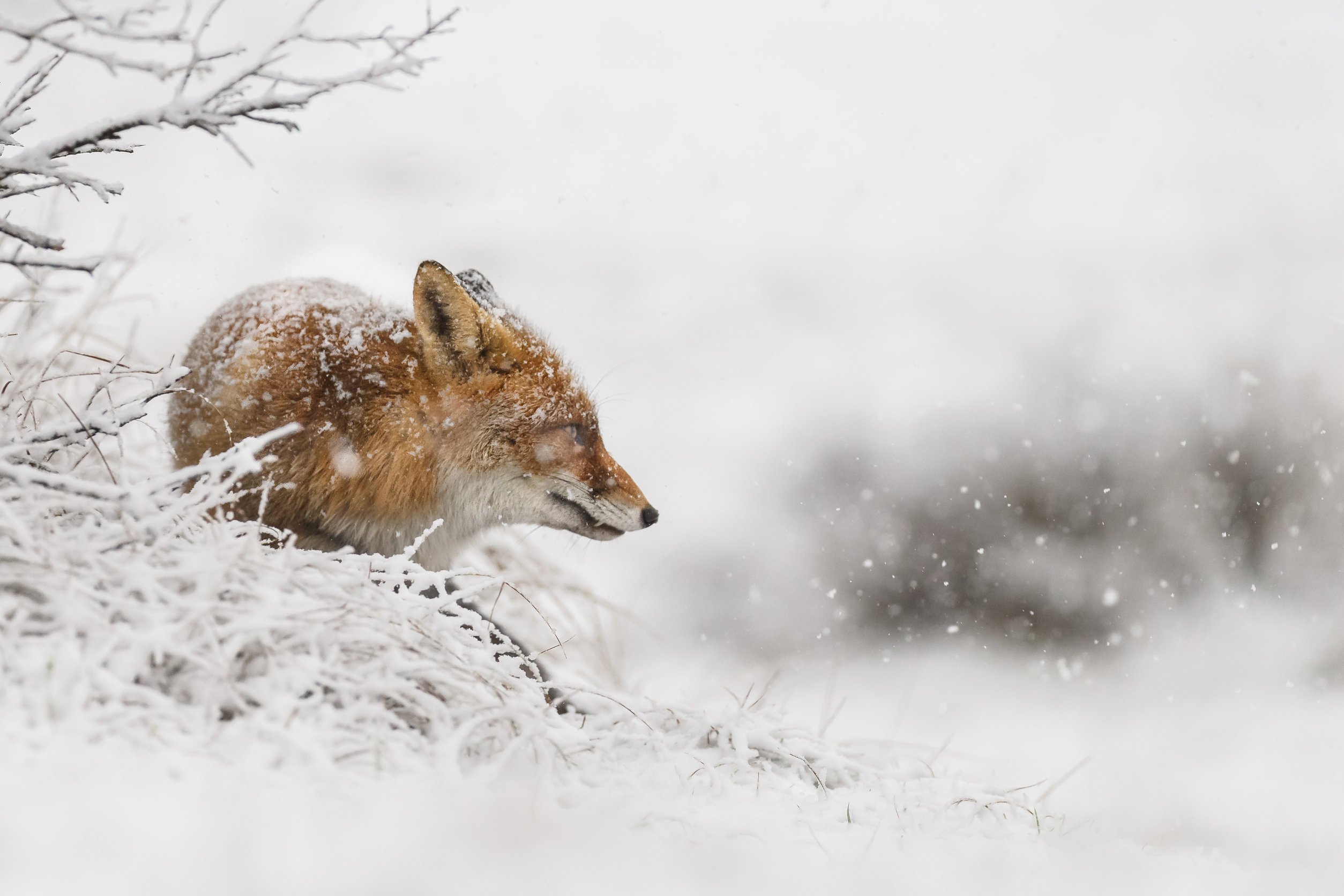 Red fox in a winter landscape, during first snowfall at the Dutch dunes